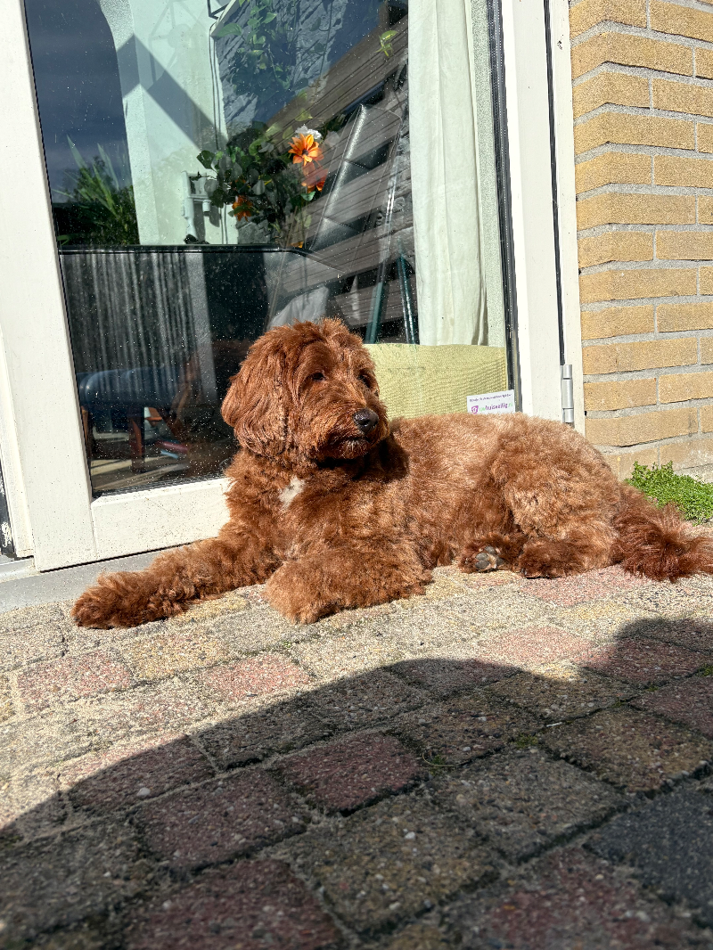 Bailey