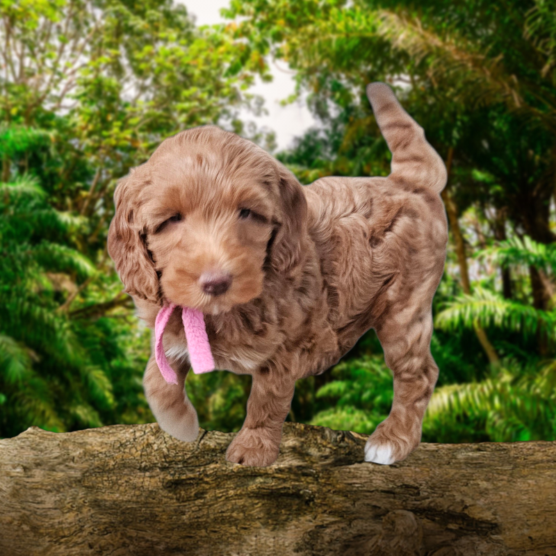 23c7dc8b-d79e-4aa0-a778-03a2c5dbd06f.png
