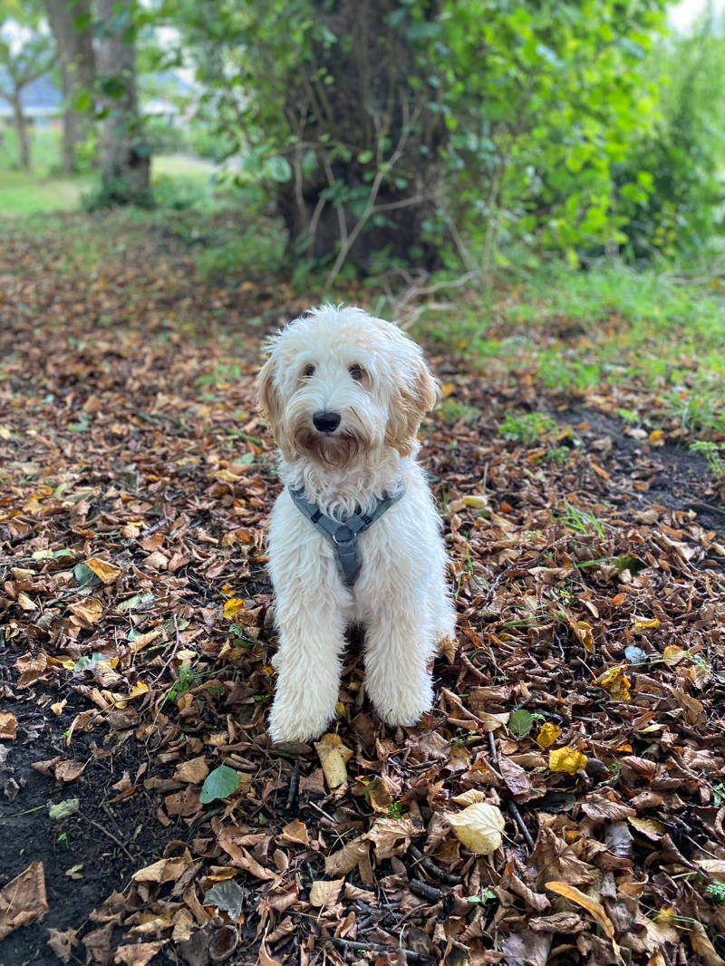 Bo