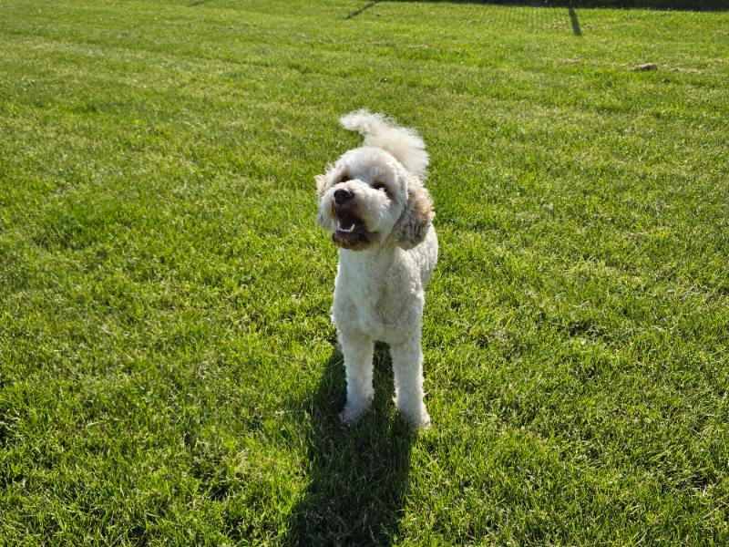 Bella