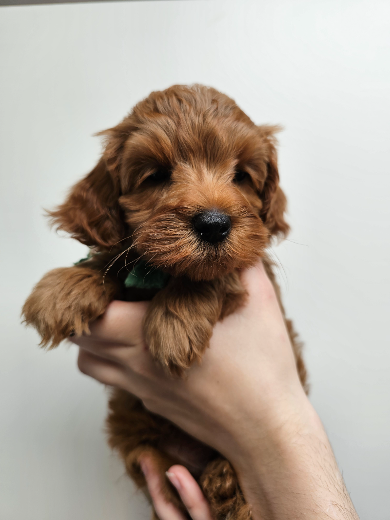 Enzo/Zuss